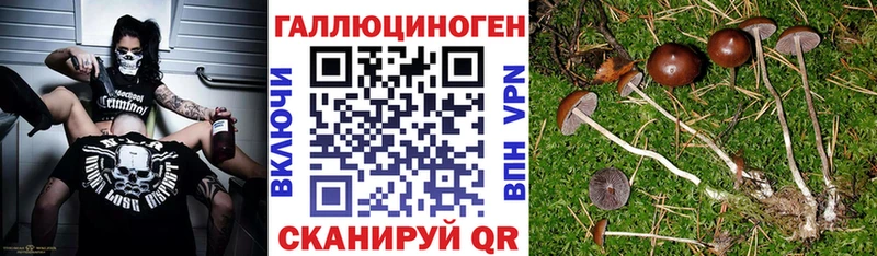 Псилоцибиновые грибы Psilocybine cubensis  Липецк 